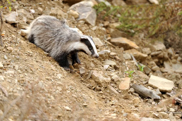 Badger near its burrow in the forest — Stock Photo, Image