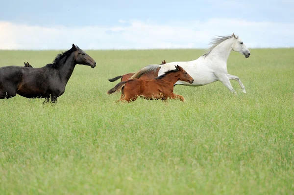 Cavallo — Foto Stock