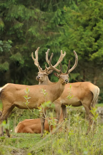 Cervos vermelhos selvagens na natureza — Fotografia de Stock