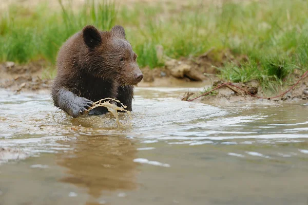 Brown bear cub in a water — Stock Photo, Image