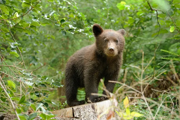 Filhote de urso marrom em uma floresta — Fotografia de Stock