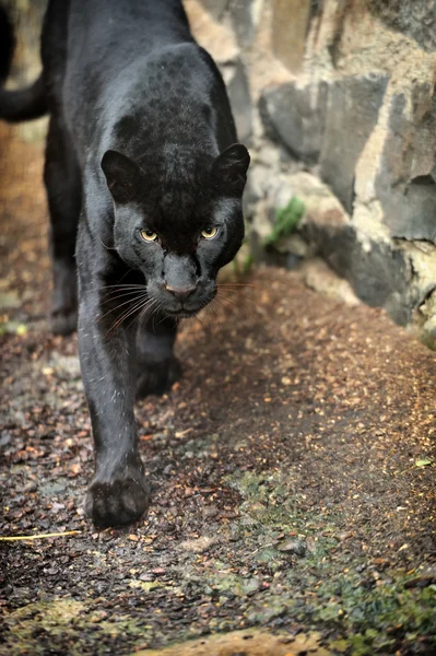 Leopardo negro — Fotografia de Stock