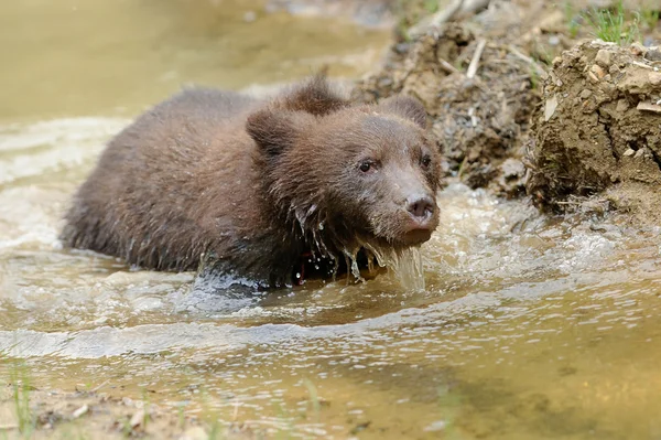 Filhote de urso marrom em uma água — Fotografia de Stock