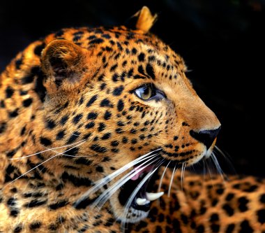 leopar