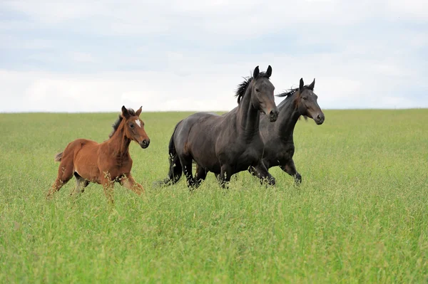 Horse — Stock Photo, Image