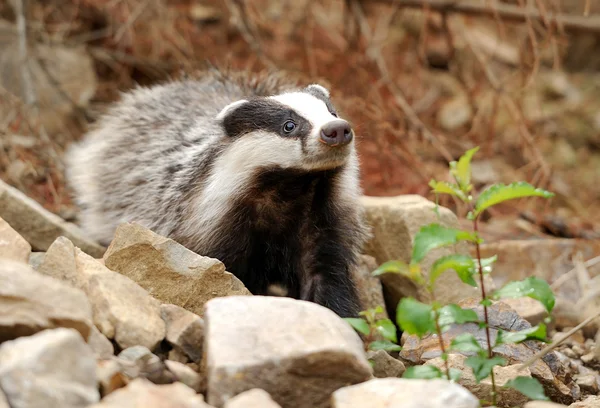 Badger bij zijn hol in het bos — Stockfoto