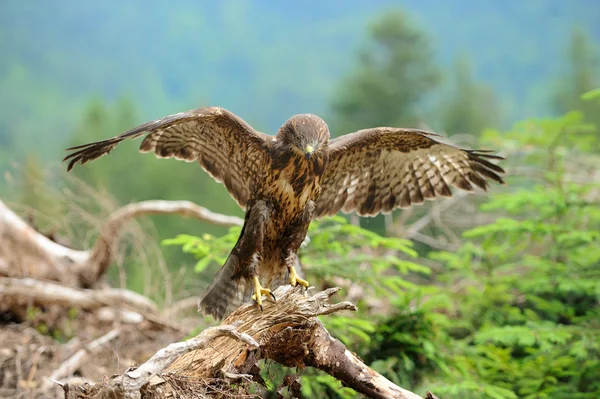 Myszołów zwyczajny (Buteo buteo) — Zdjęcie stockowe