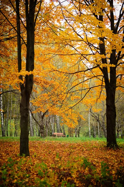 Herbst — Stockfoto