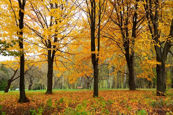 Herbst — Stockfoto