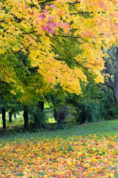 Herfst — Stockfoto