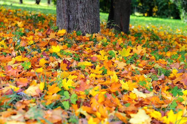 Autumn — Stock Photo, Image