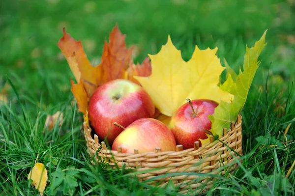 Apples in basket — Stock Photo, Image