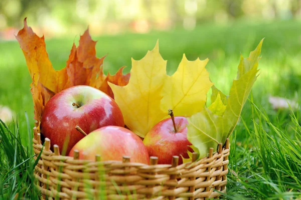 Apples in basket — Stock Photo, Image