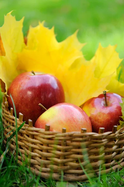 Apples in basket — Stock Photo, Image