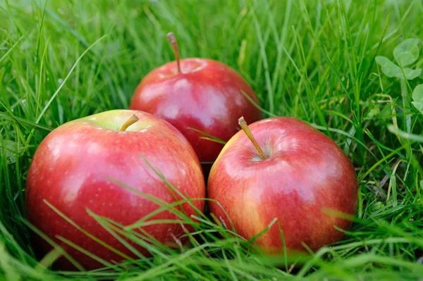 Apples in grass — Stock Photo, Image