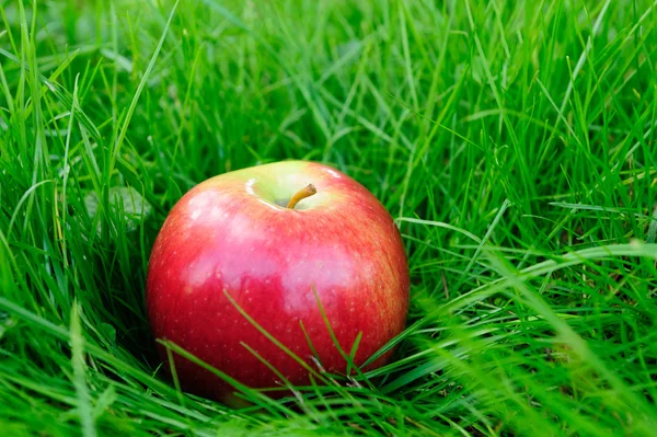 Яблоки в траве — стоковое фото