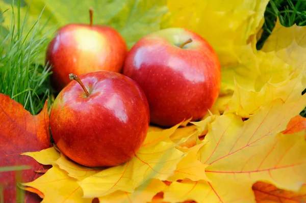 Apples on leaf — Stock Photo, Image