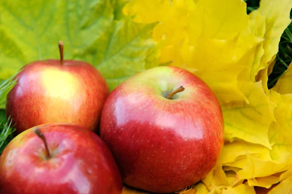 Apples on leaf — Stock Photo, Image