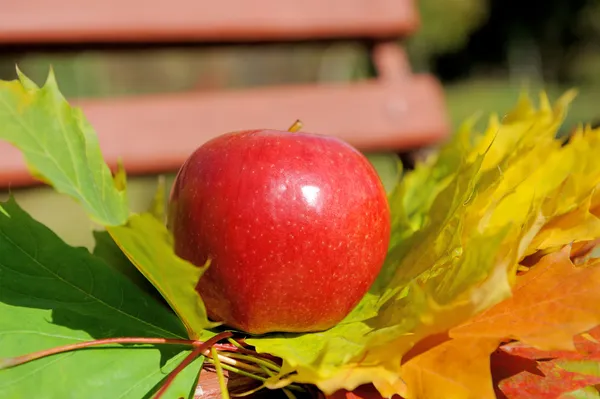 Apples on leaf — Stock Photo, Image