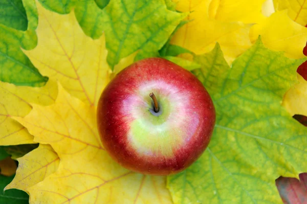 Яблука на лист — стокове фото