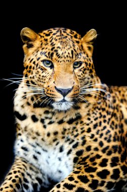leopar
