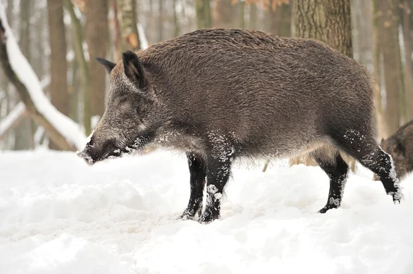 Wilde zwijnen — Stockfoto