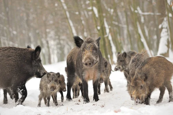 Wildschweine — Stockfoto