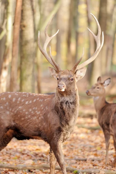 Deer Stock Image