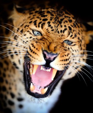 leopar