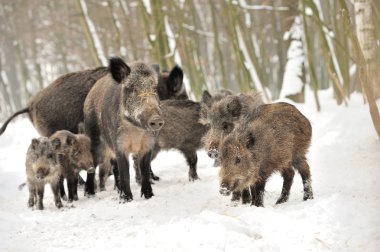yaban domuzu kış orman