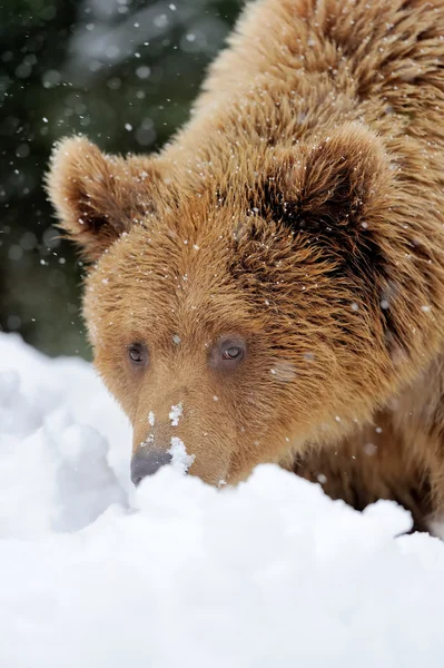 Bär — Stockfoto