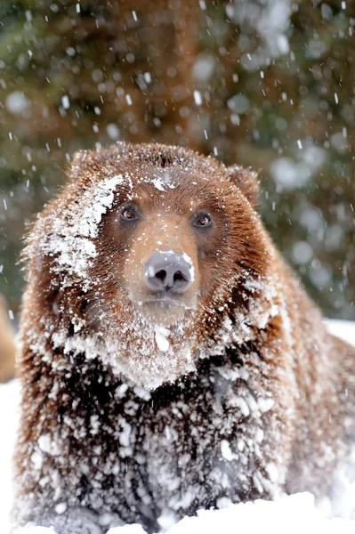 Bär — Stockfoto