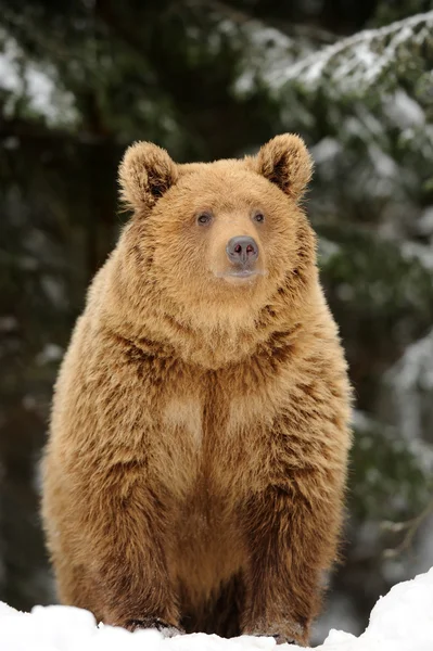 Urso — Fotografia de Stock