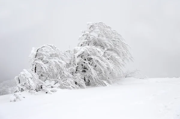 Vinterlandskap — Stockfoto