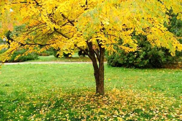 Herbst — Stockfoto