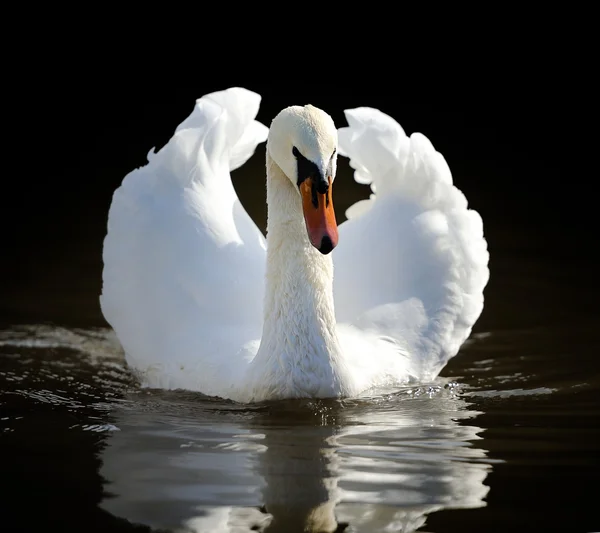 Cisne — Foto de Stock