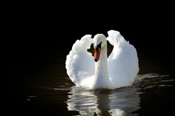 Cisne — Fotografia de Stock