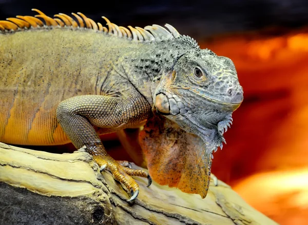 Iguana