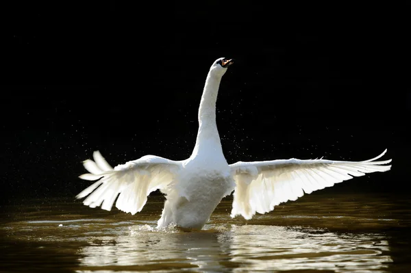 Cisne — Foto de Stock