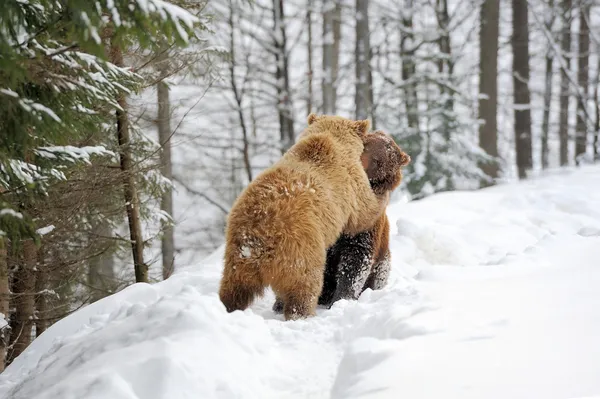 Urso — Fotografia de Stock