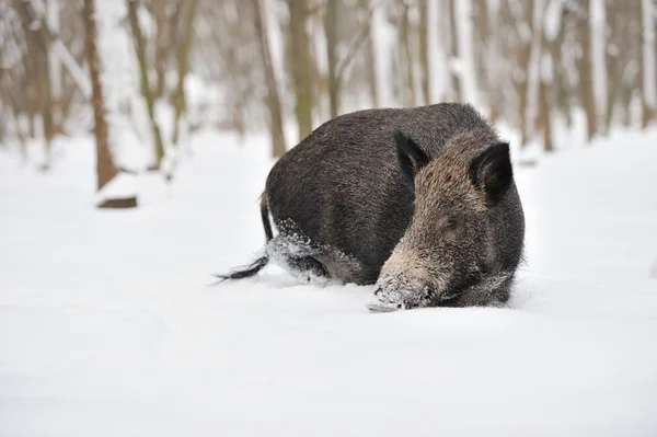 Vildsvin i vinter skog — Stockfoto