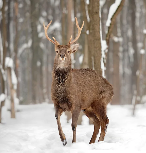 Rådjur — Stockfoto