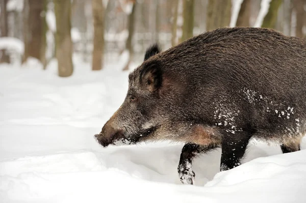 Wildschweine im Winterwald — Stockfoto