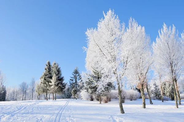 Winter park — Stockfoto