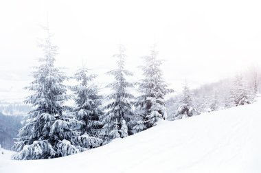 Güzel Kış Ormanı
