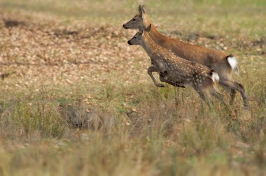 Geyik sonbahar tarlasında