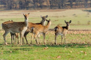 Geyik sonbahar tarlasında