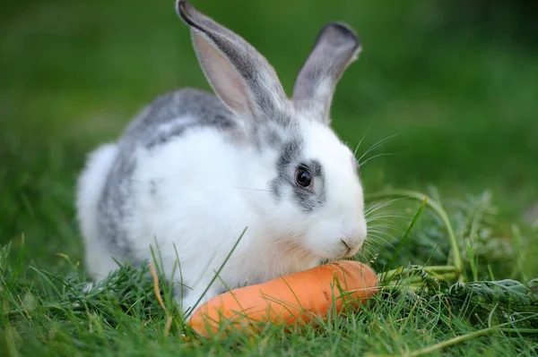 Rabbit — Stock Photo, Image