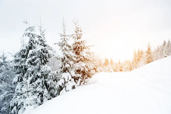 Vacker vinterskog — Stockfoto