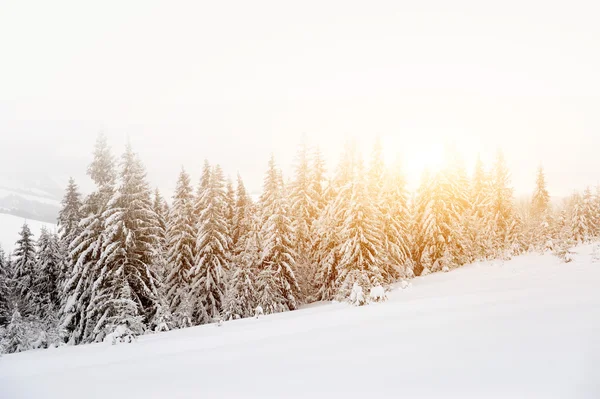 Paesaggio invernale — Foto Stock